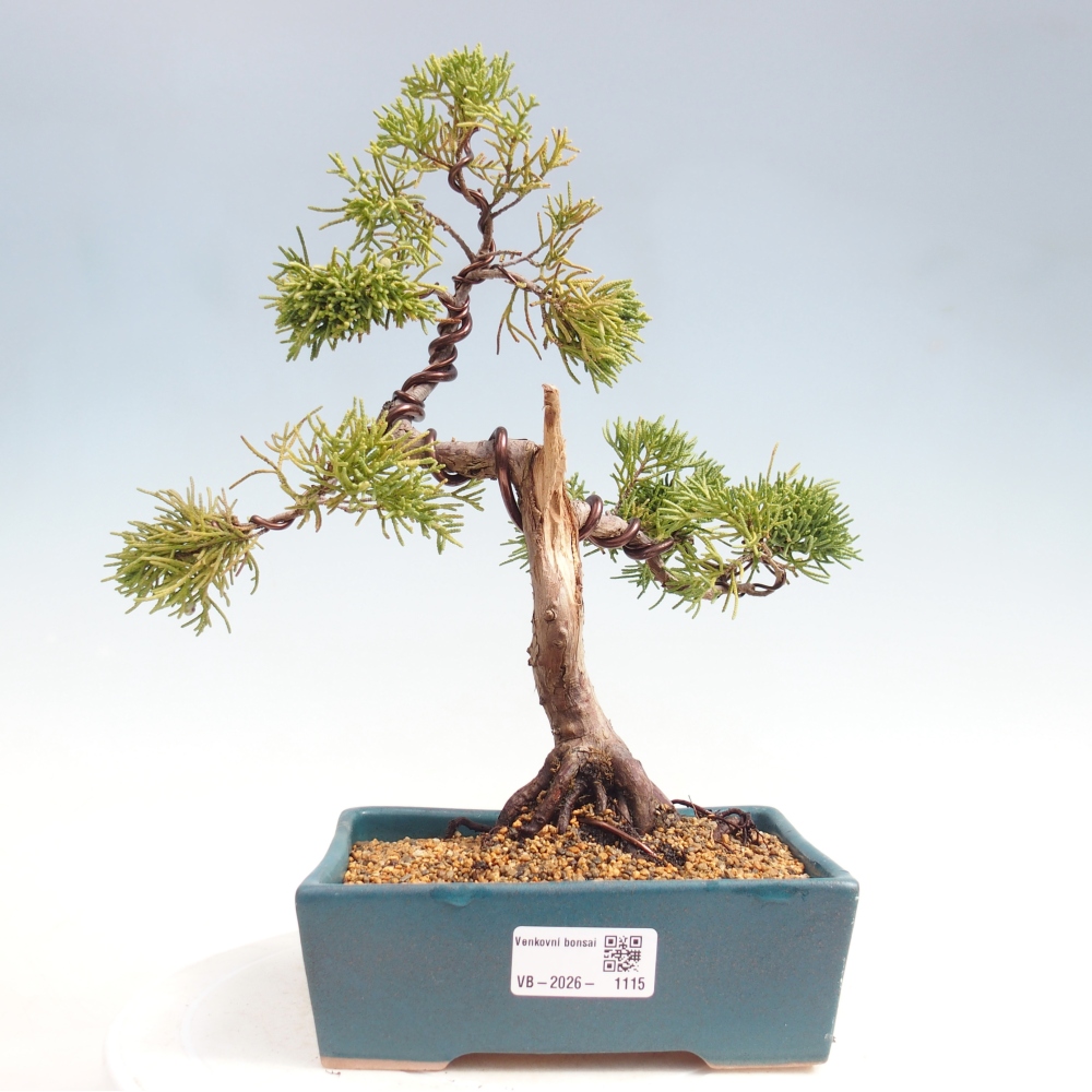 Bonsai für draußen - Juniperus chinensis Kishu