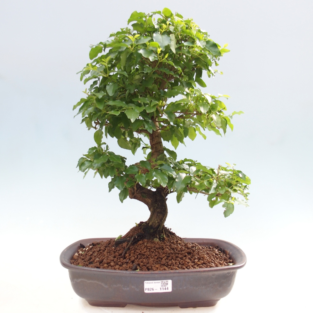 Zimmer Bonsai -Ligustrum chinensis - Vogelschnabel