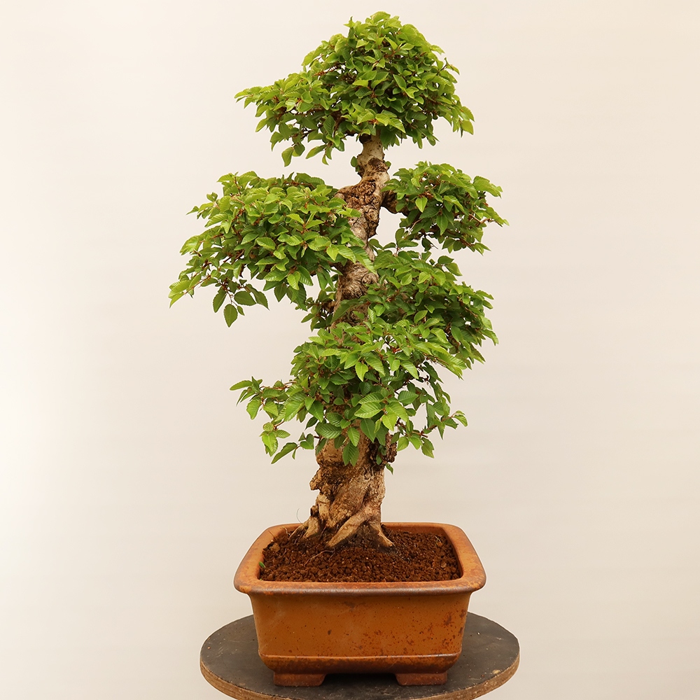 Bonsai für draußen - Karpinus Coreana - Koreanische Hainbuche