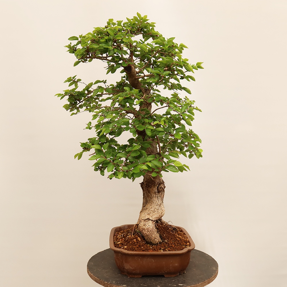 Bonsai für draußen - Karpinus Coreana - Koreanische Hainbuche