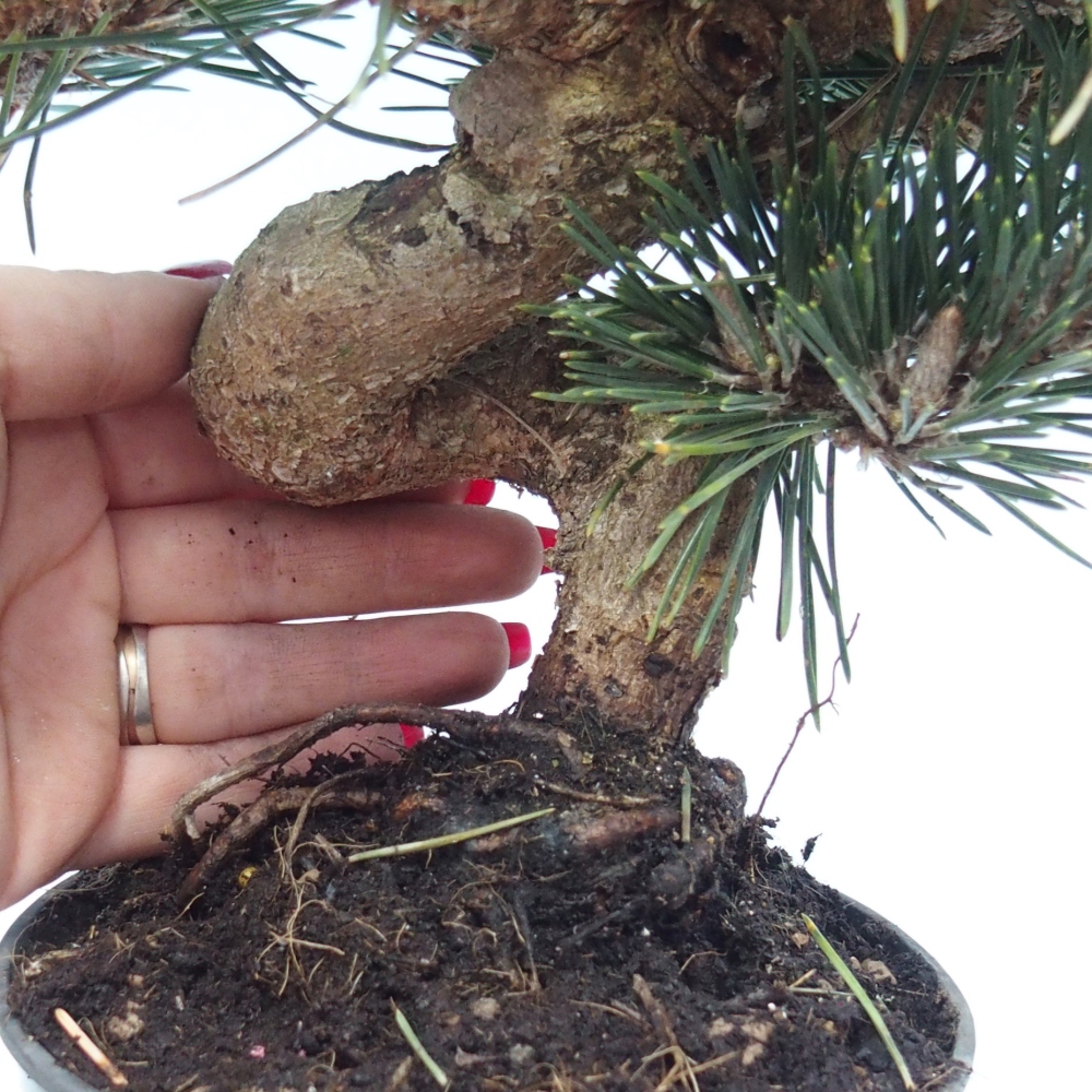 Bonsai für draußen - Pinus thunbergii senjyumaru - Thunberg-Kiefer