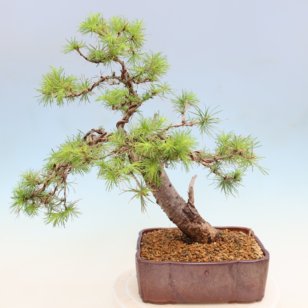 Bonsai für draußen -Larix decidua - Lärche