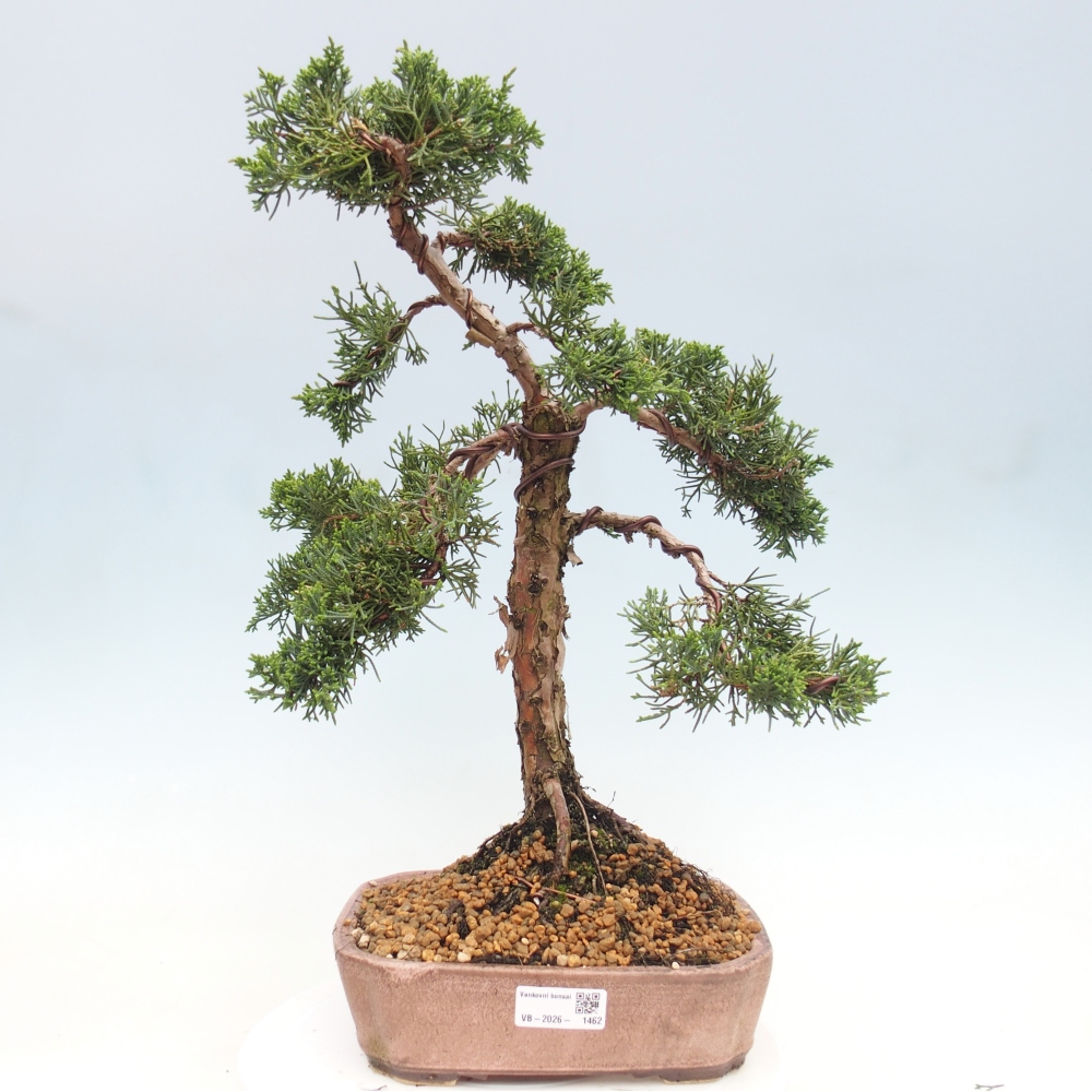 Bonsai für draußen - Juniperus chinensis Kishu