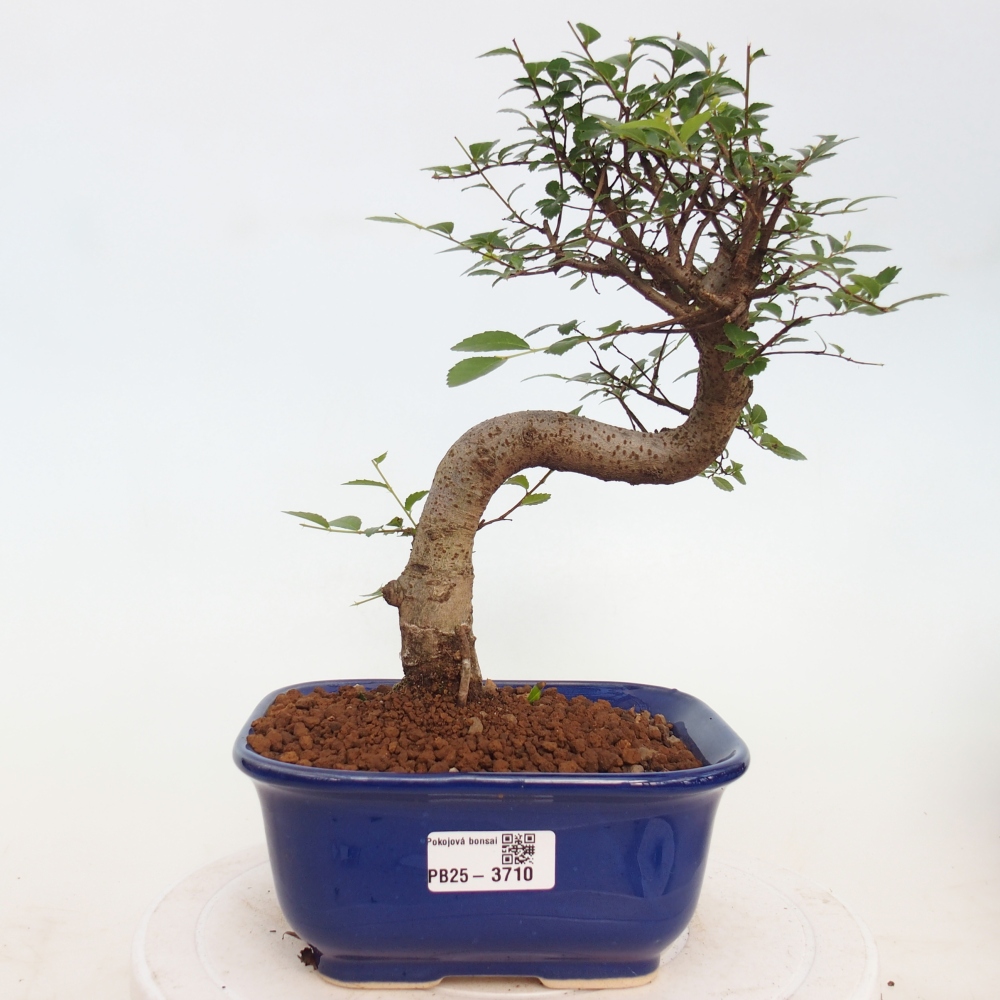 Zimmerbonsai - Ulmus parvifolia - Kleinblättrige Ulme