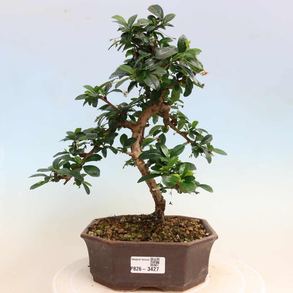 Zimmer-Bonsai - Carmona macrophylla - Tee-Fuki