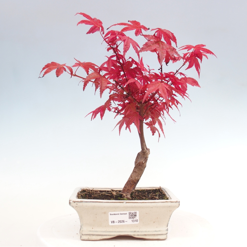 Bonsai für draußen - Acer palmatum DESHOJO