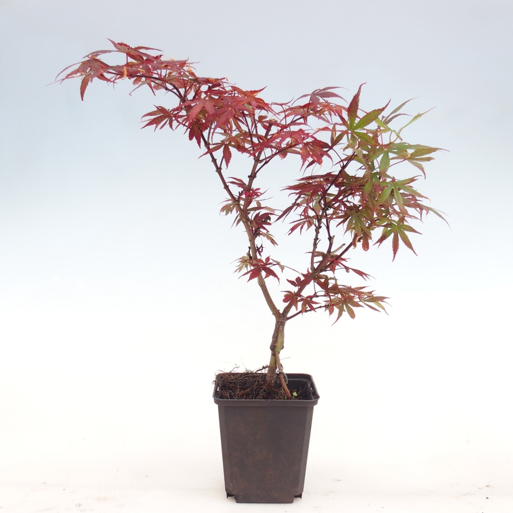 Bonsai für draußen - Acer palmatum Berry Broom im Container