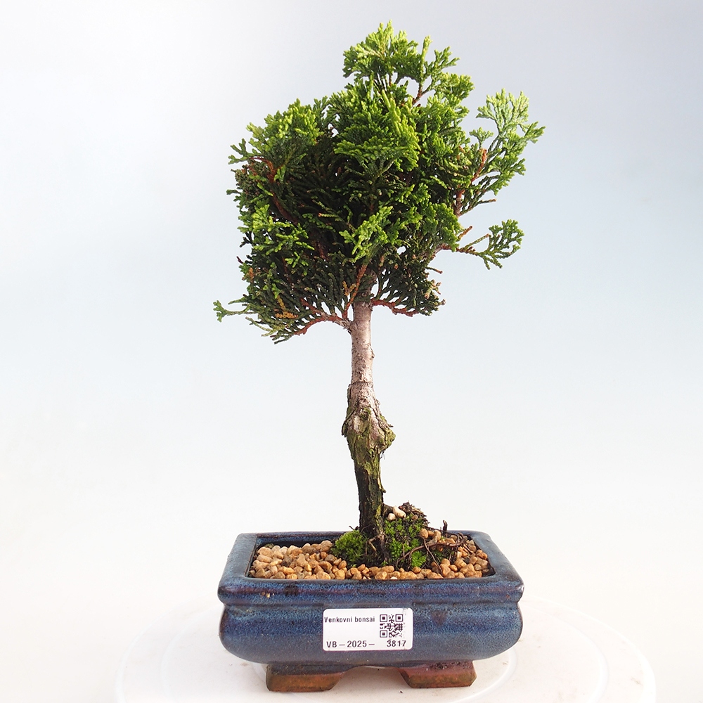 Bonsai für draußen - Cham.pis obtusa Nana Gracilis - Zypresse