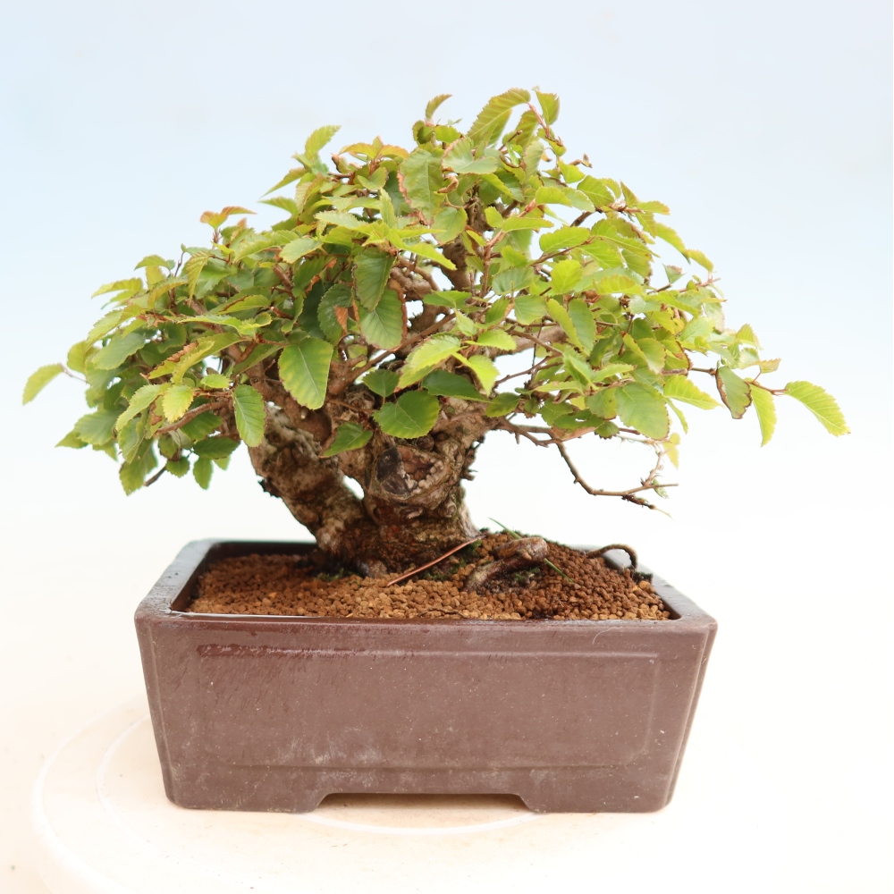 Bonsai für draußen -Carpinus CARPINOIDES - Koreanische Hainbuche