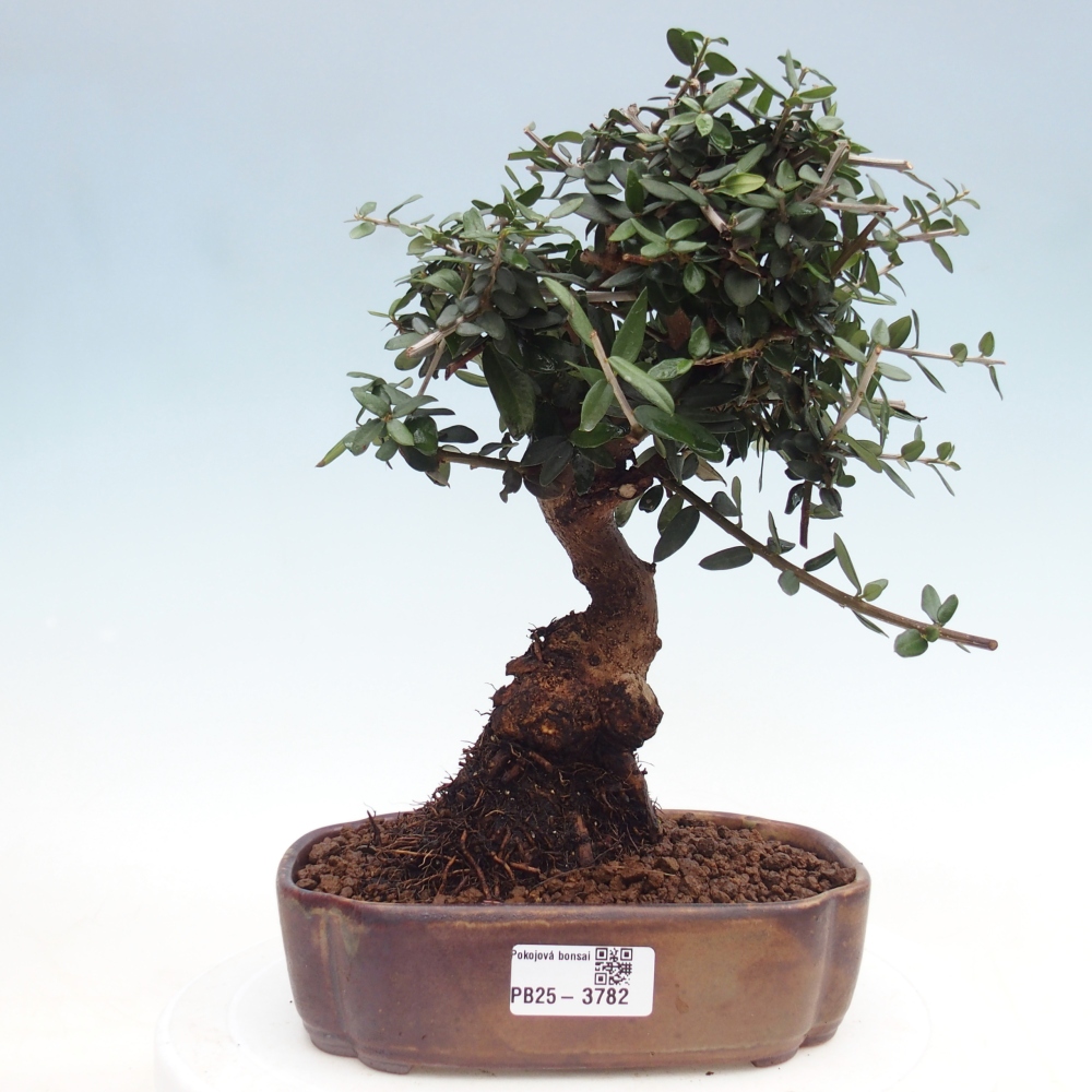 Zimmerbonsai - Olea europaea sylvestris
