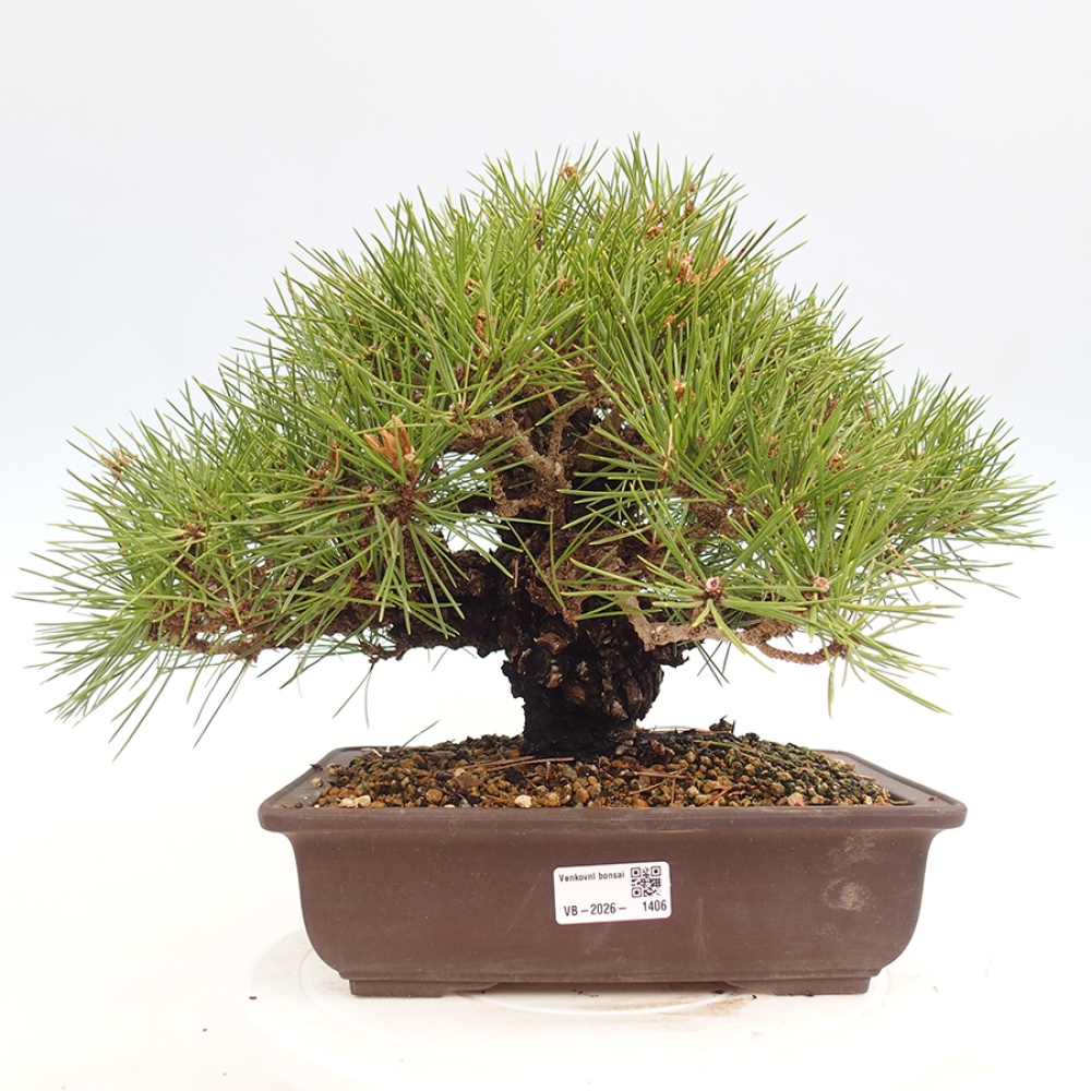 Bonsai für draußen - Pinus thunbergii - Thunberg-Kiefer
