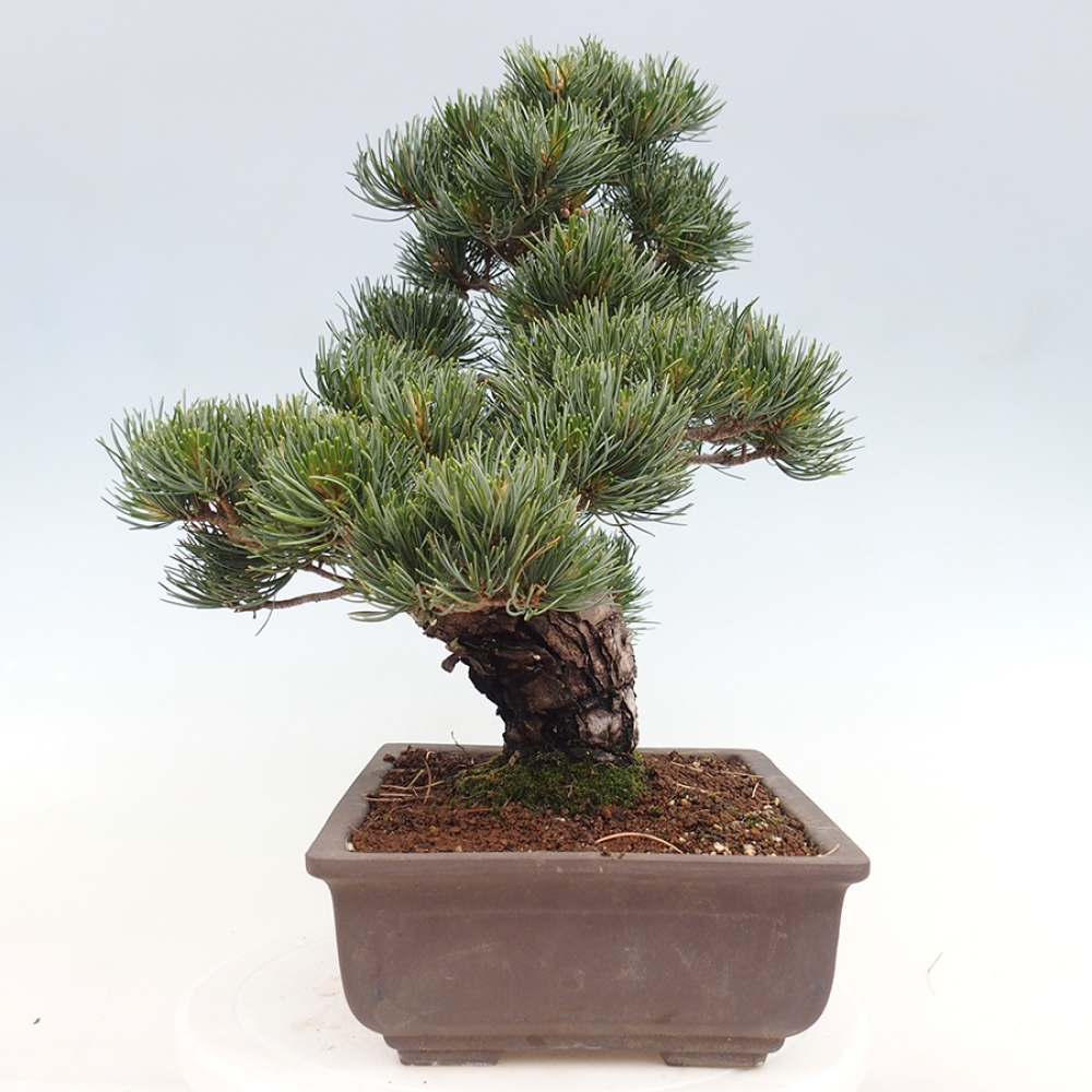 Bonsai für draußen - Pinus parviflora - Pinus parviflora