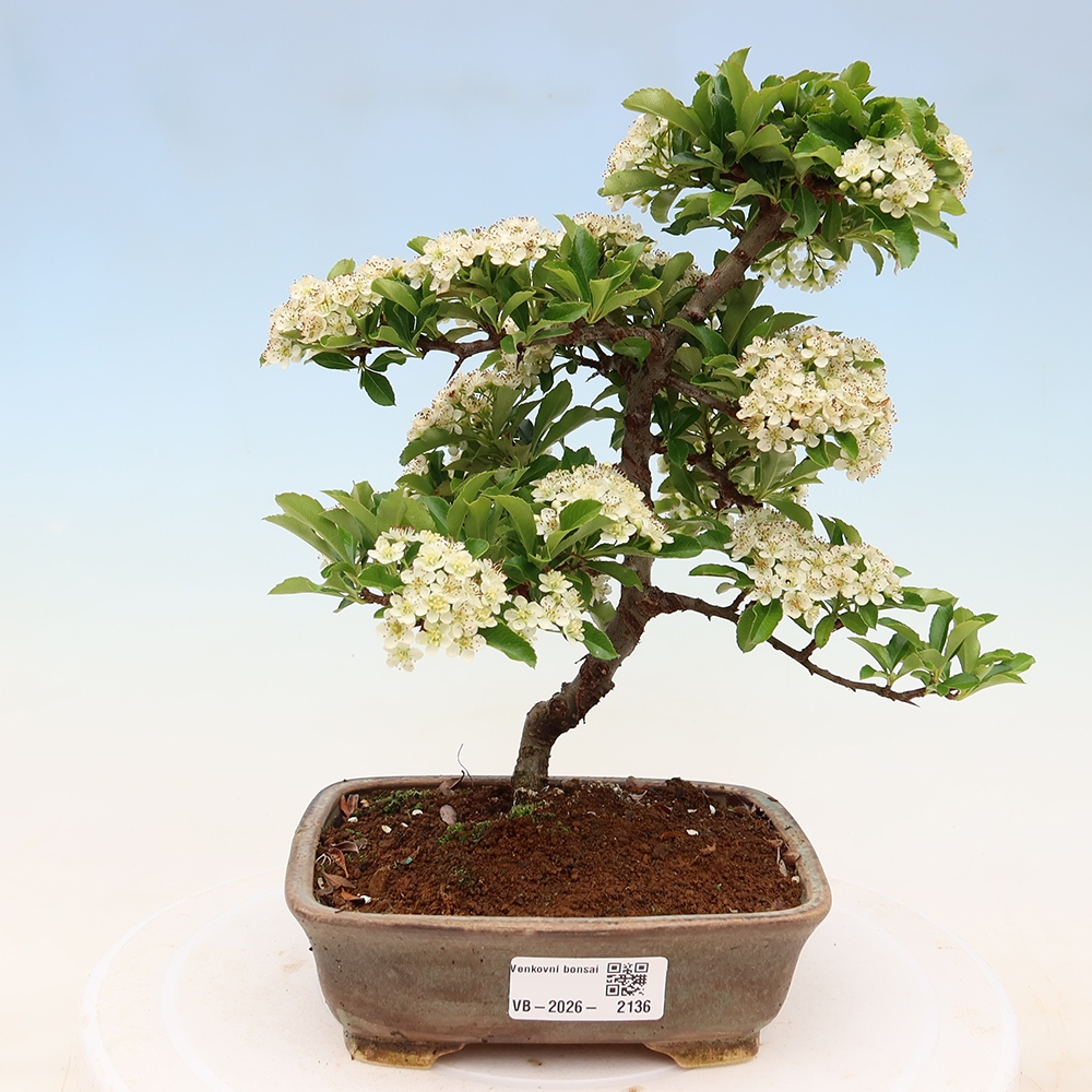 Bonsai für den Außenbereich – Pyracantha teton – Feuerdorn