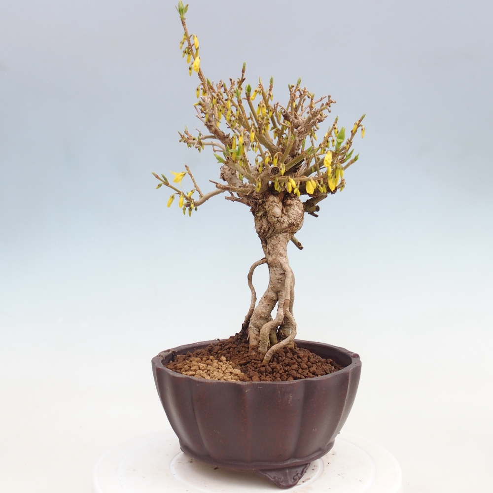 Bonsai für draußen - Zlatice - Forsythia koreana