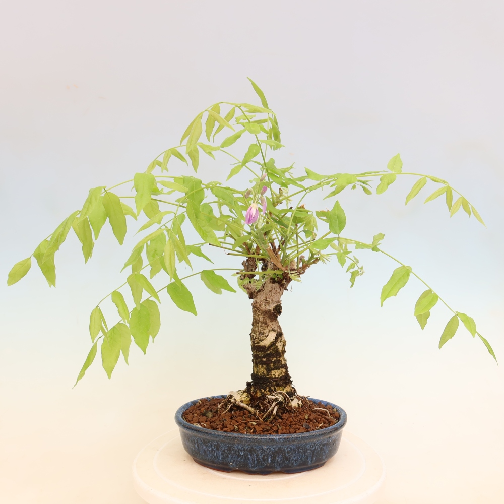 Bonsai für draußen - Wisteria floribunda