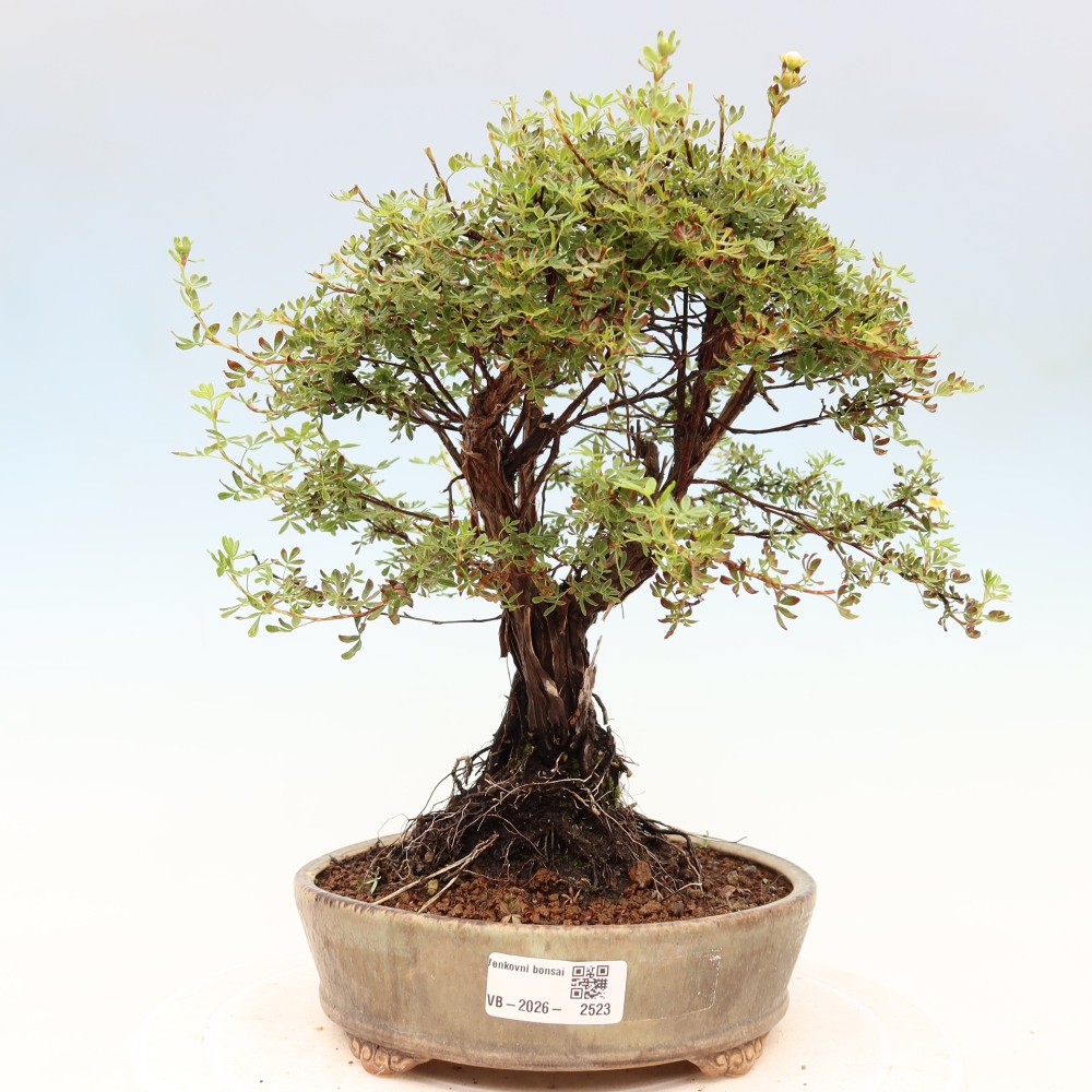 Bonsai für draußen - Potentila fruticosa