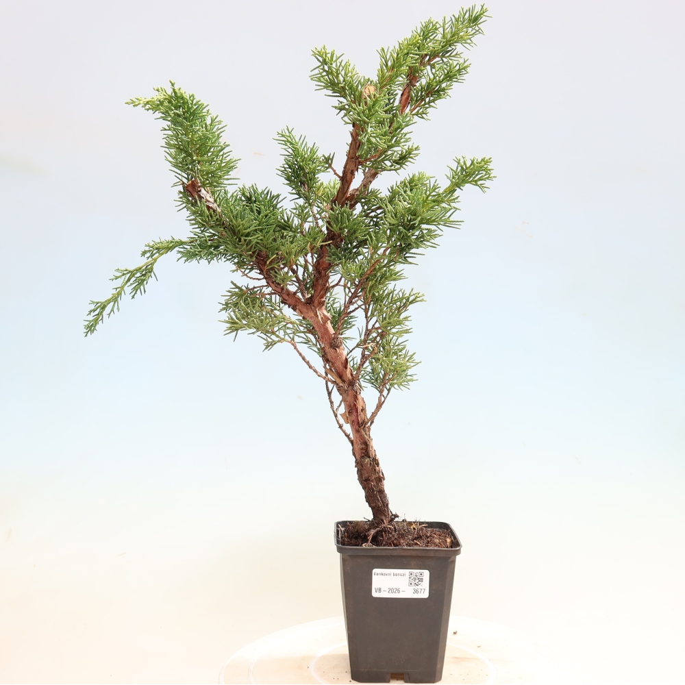 Bonsai für draußen - Juniperus chinensis Kishu