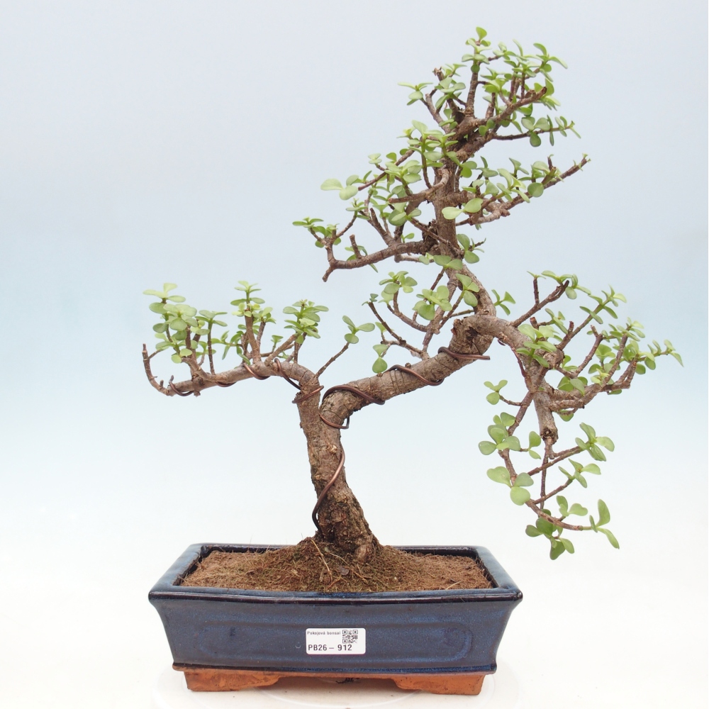 Zimmer Bonsai - Portulakaria Afra - Tlustice