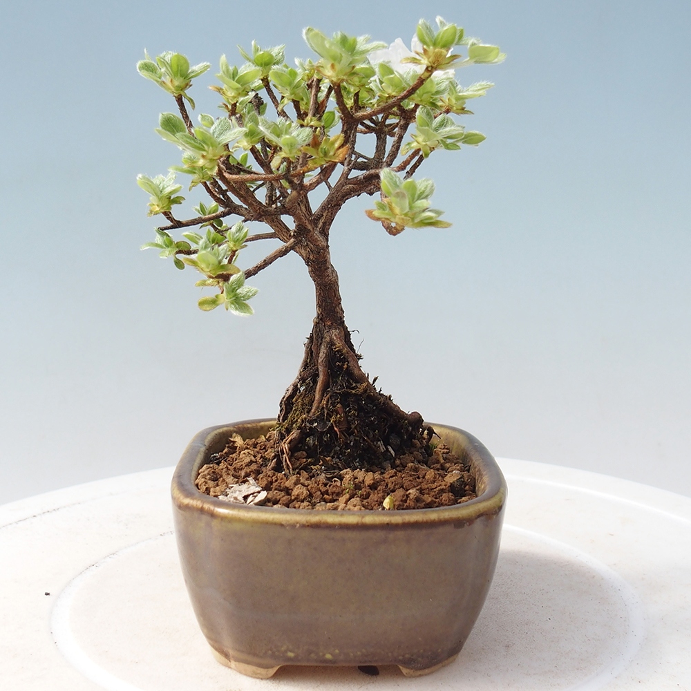 Bonsai für draußen - Rhododendron indicum - Japanische Azalee