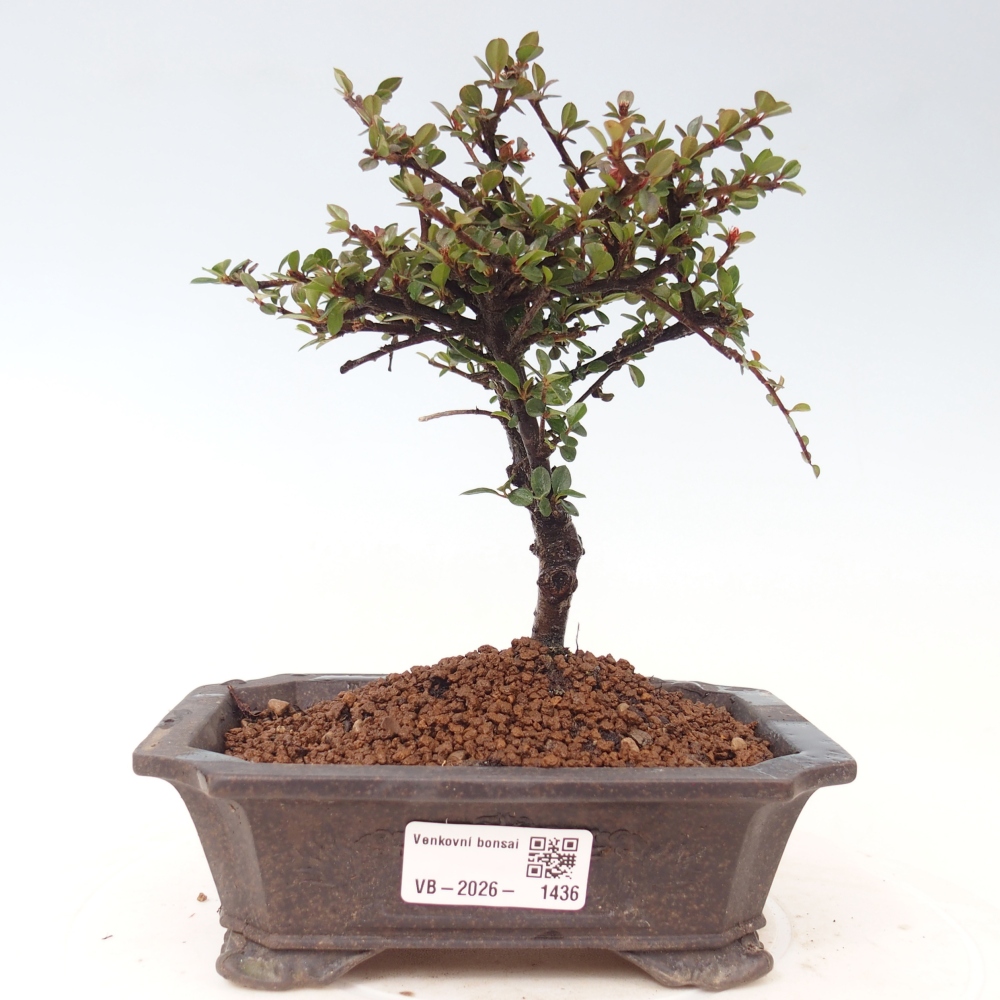 Bonsai für draußen - Cotoneaster horizontalis - Rocky Mountain