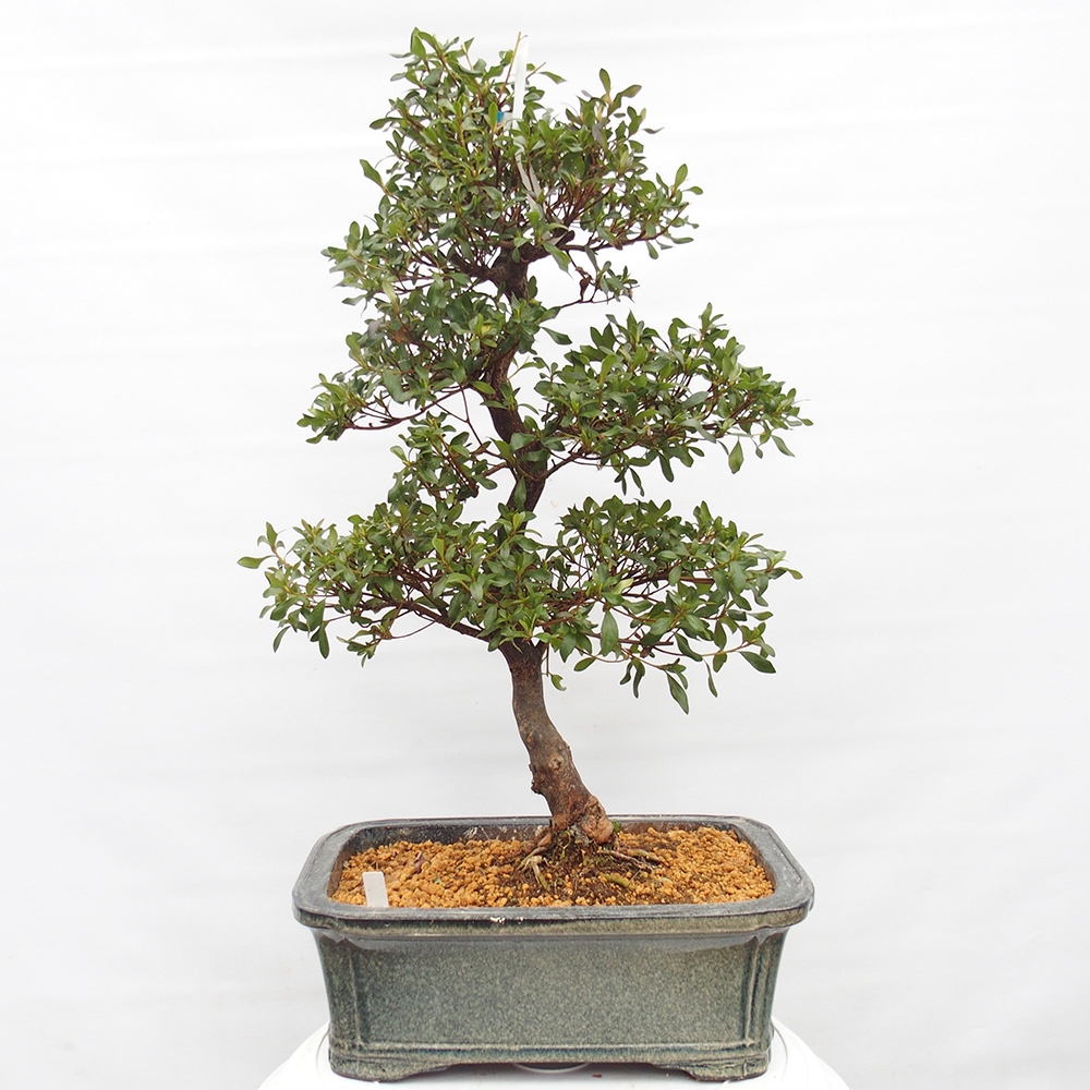 Bonsai für draußen - Japanische Azalee - Azalea Kisshoten