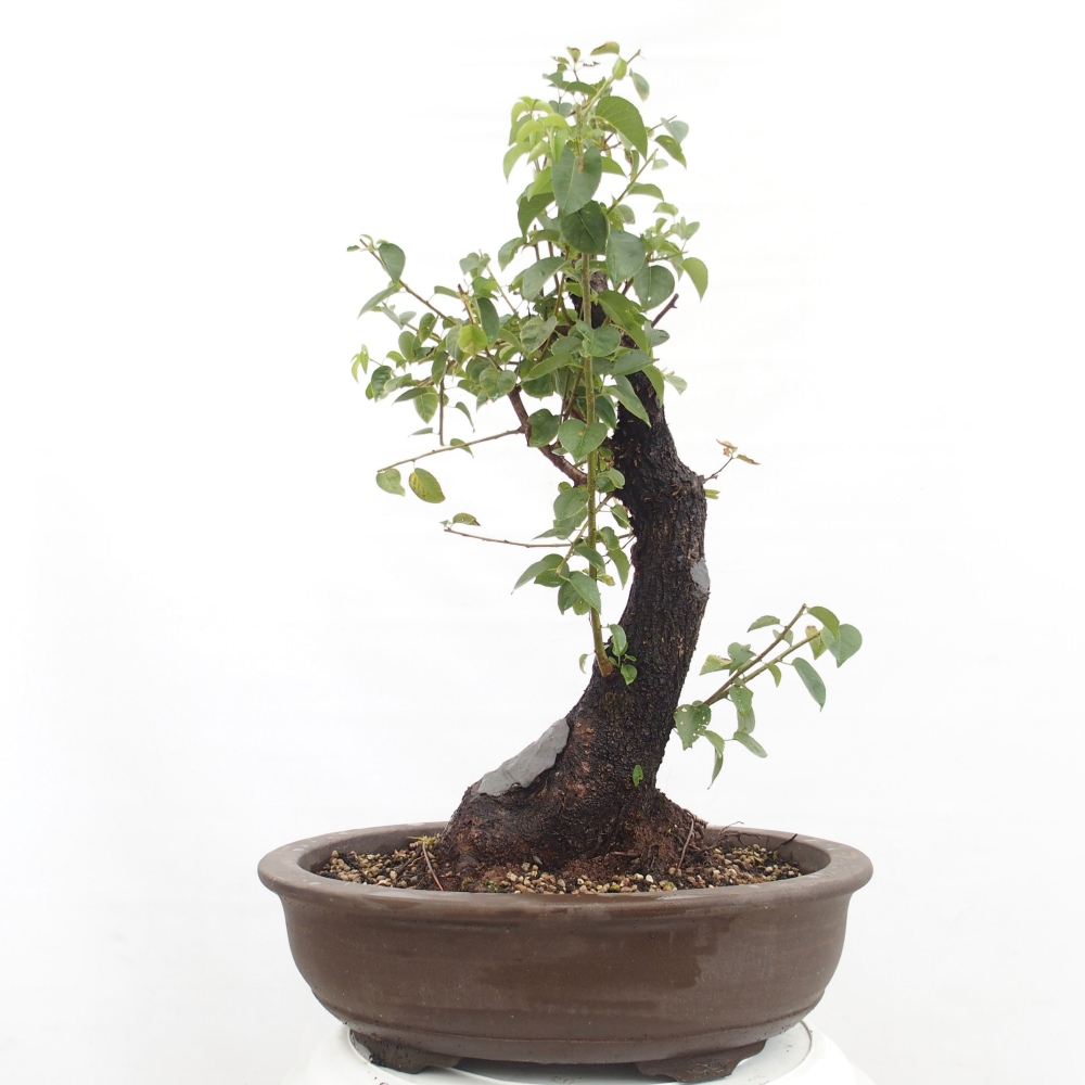 Bonsai für draußen - Mahalebka - Prunus mahaleb