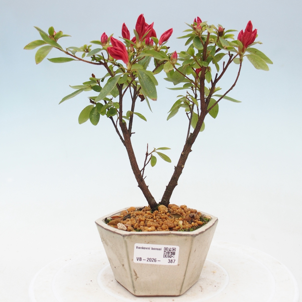 Bonsai für draußen - Japanische Azalee - Azalea sp.