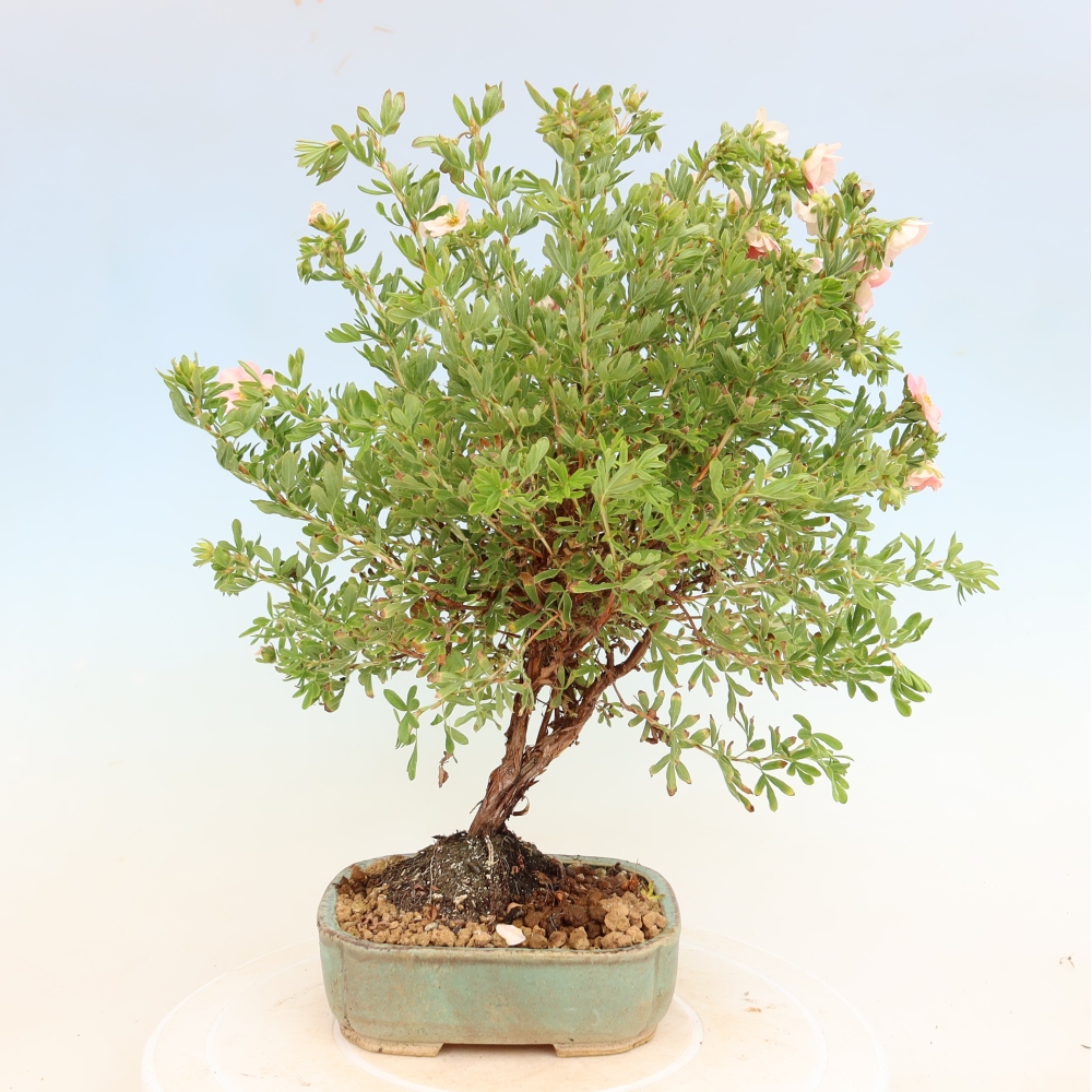Bonsai für den Außenbereich – Strauch-Fingerkraut – Potentilla fruticosa Bellissima