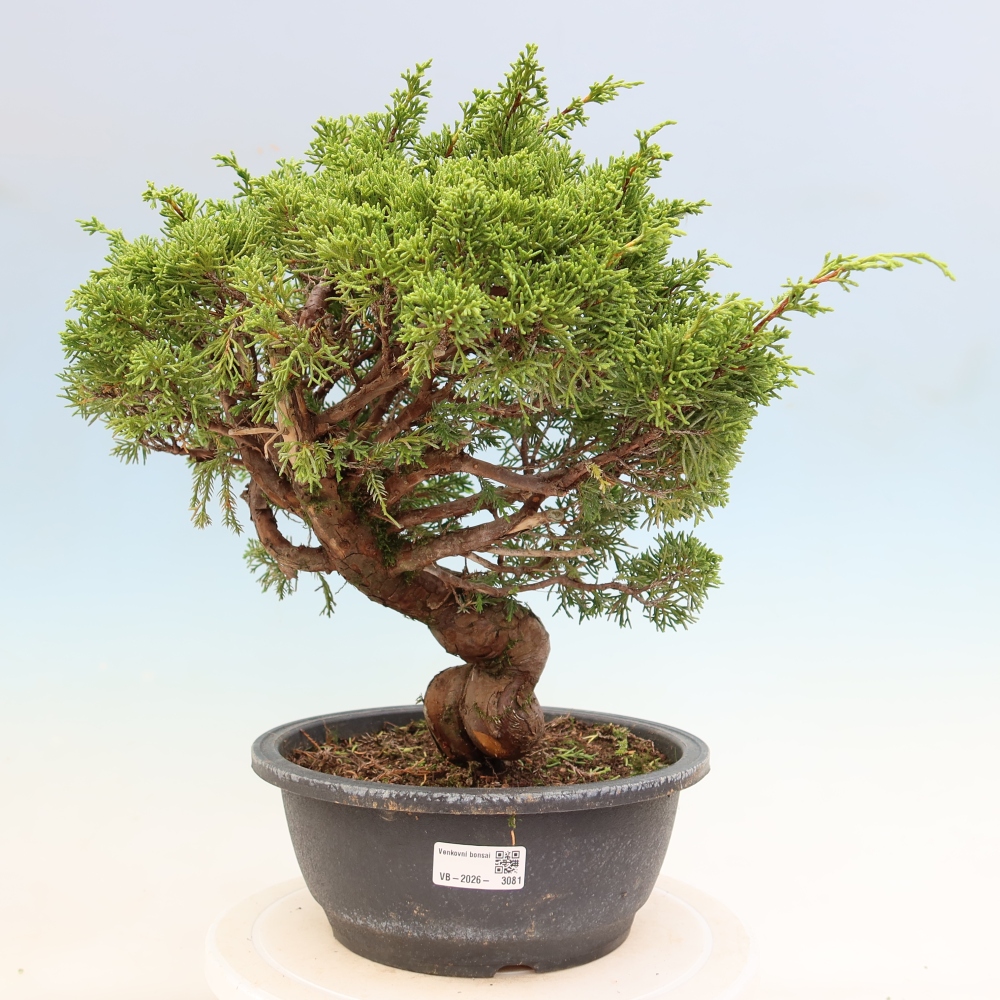 Bonsai für draußen - Juniperus chinensis Itoigawa-Juniperus chinensis