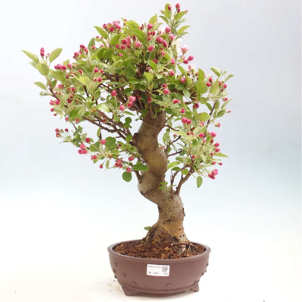 Outdoor-Bonsai -Malus halliana - Kleinfrüchtiger Apfelbaum