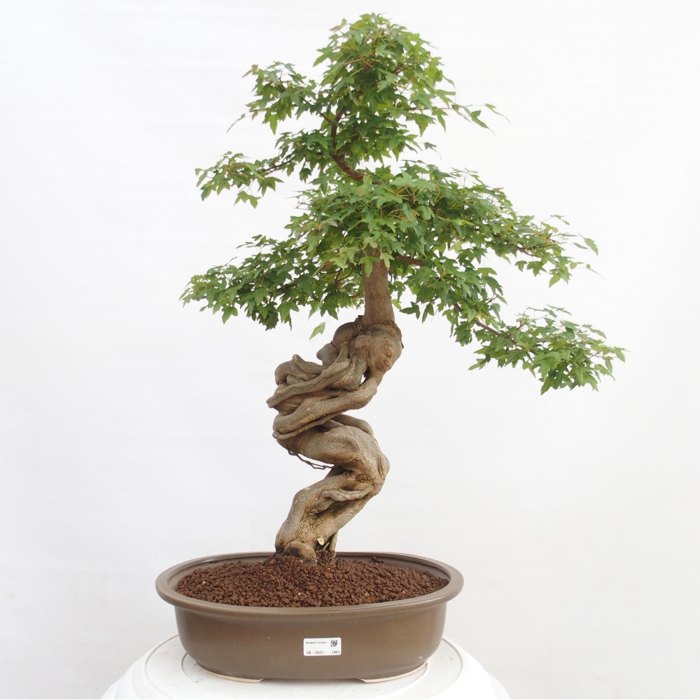 Bonsai für draußen - Acer Buergerianum - Bergahorn