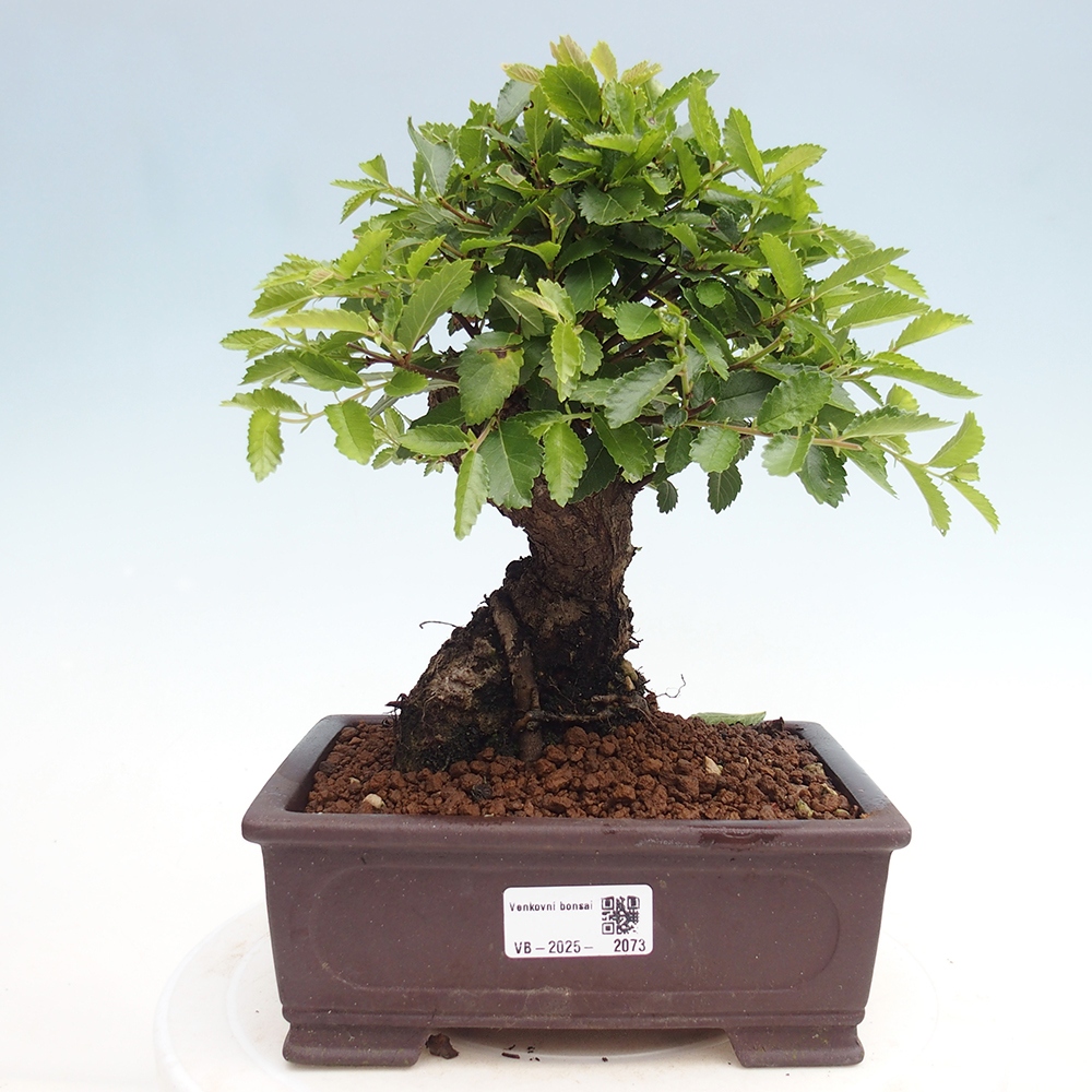 Bonsai für draußen - Zelkova - Zelkova NIRE