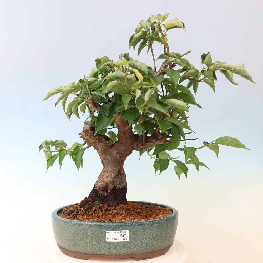 Bonsai für den Außenbereich – Japanischer Aprikosenbaum – Prunus Mume