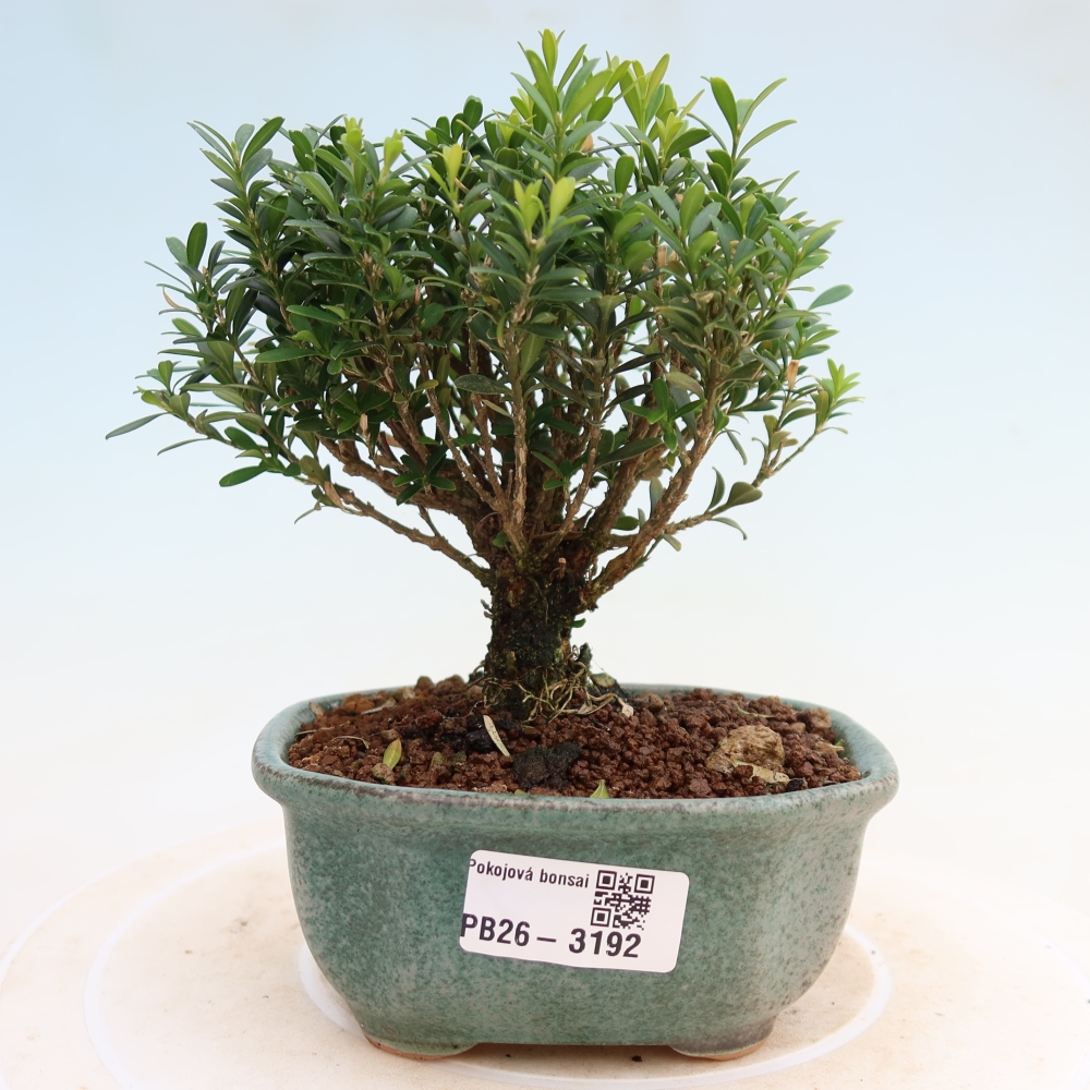 Zimmer Bonsai - Buxus harlandii - Korkbuxus