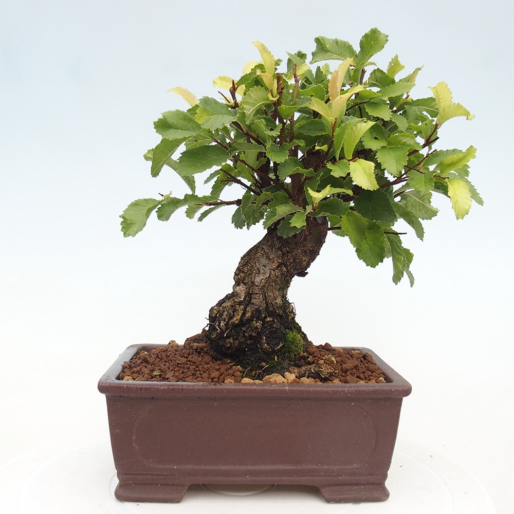 Bonsai für draußen - Zelkova - Zelkova NIRE