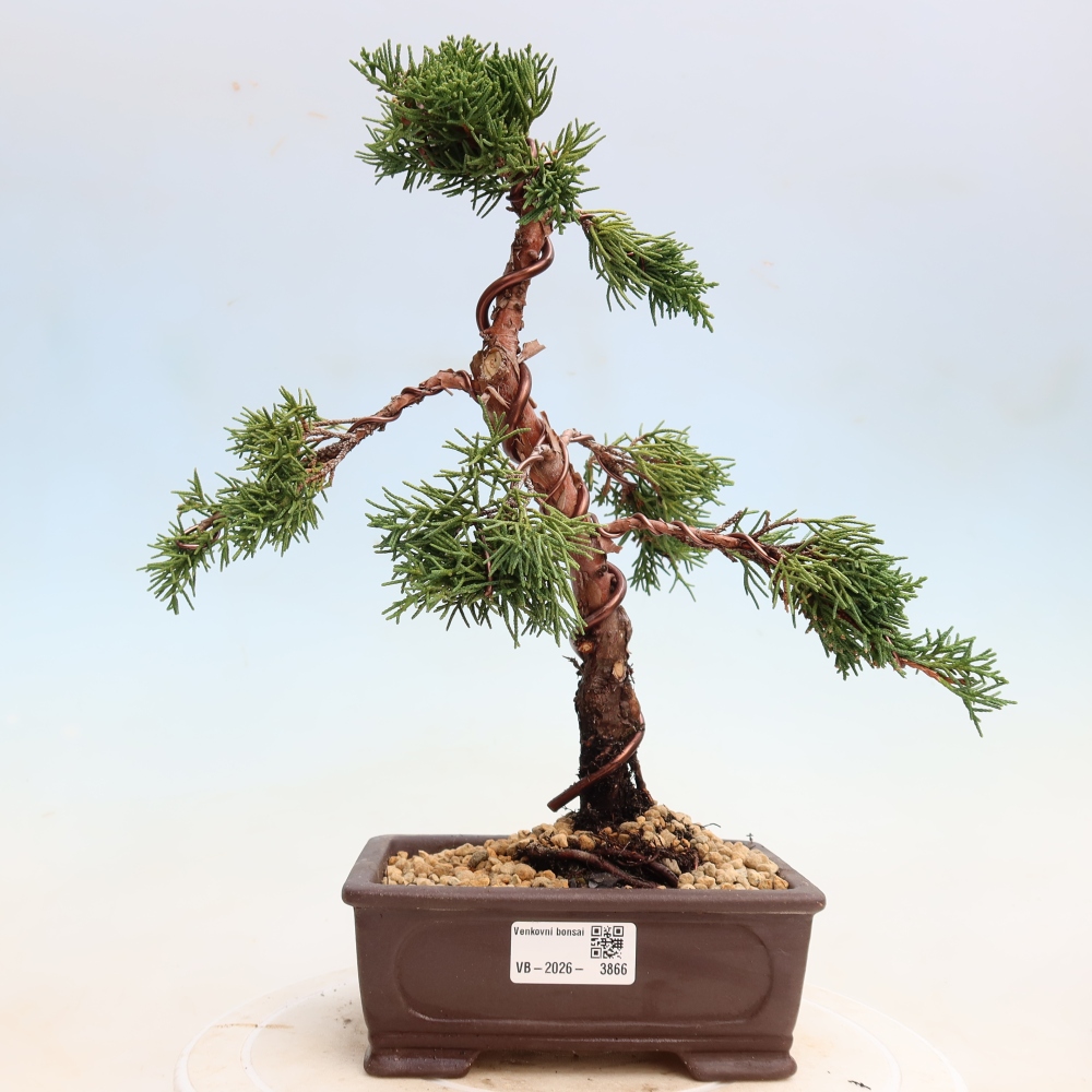 Bonsai für draußen - Juniperus chinensis Kishu