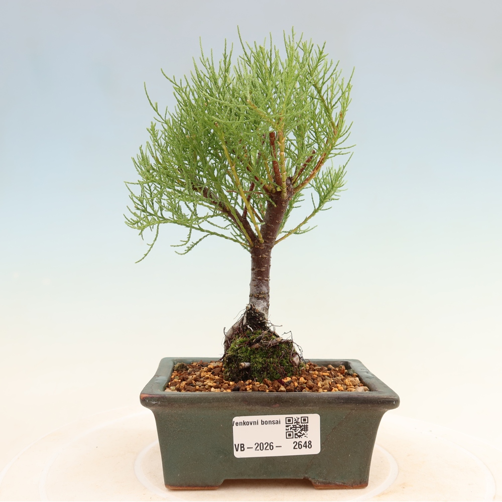 Bonsai für draußen - Tamariske - Tamarix