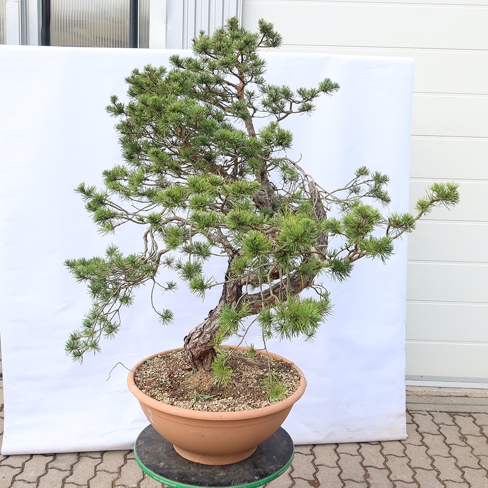 Pinus sylvestris Spanien – Waldkiefer