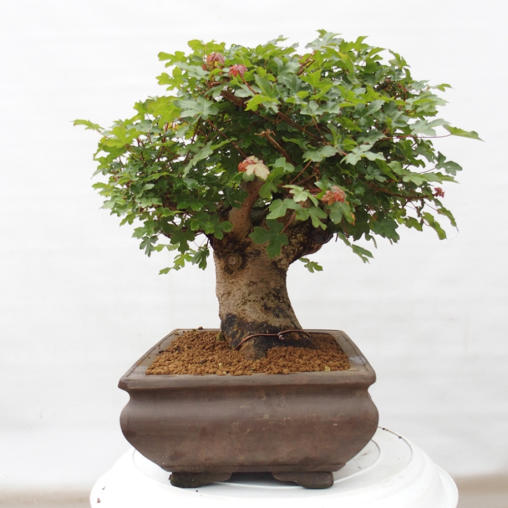Bonsai für draußen - Französischer Ahorn - Acer Nonspessulanum