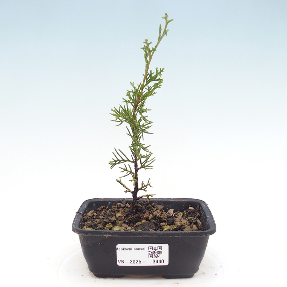 Bonsai für draußen - Juniperus chinensis Itoigawa