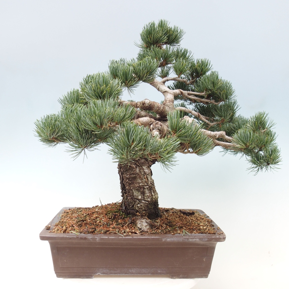 Bonsai für draußen - Pinus parviflora - Pinus parviflora