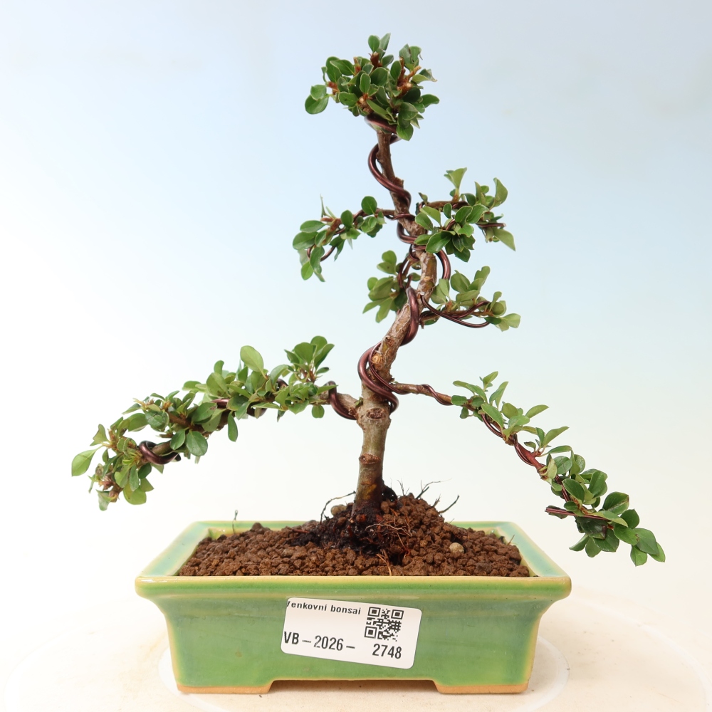 Bonsai für draußen - Cotoneaster horizontalis - Rocky Mountain