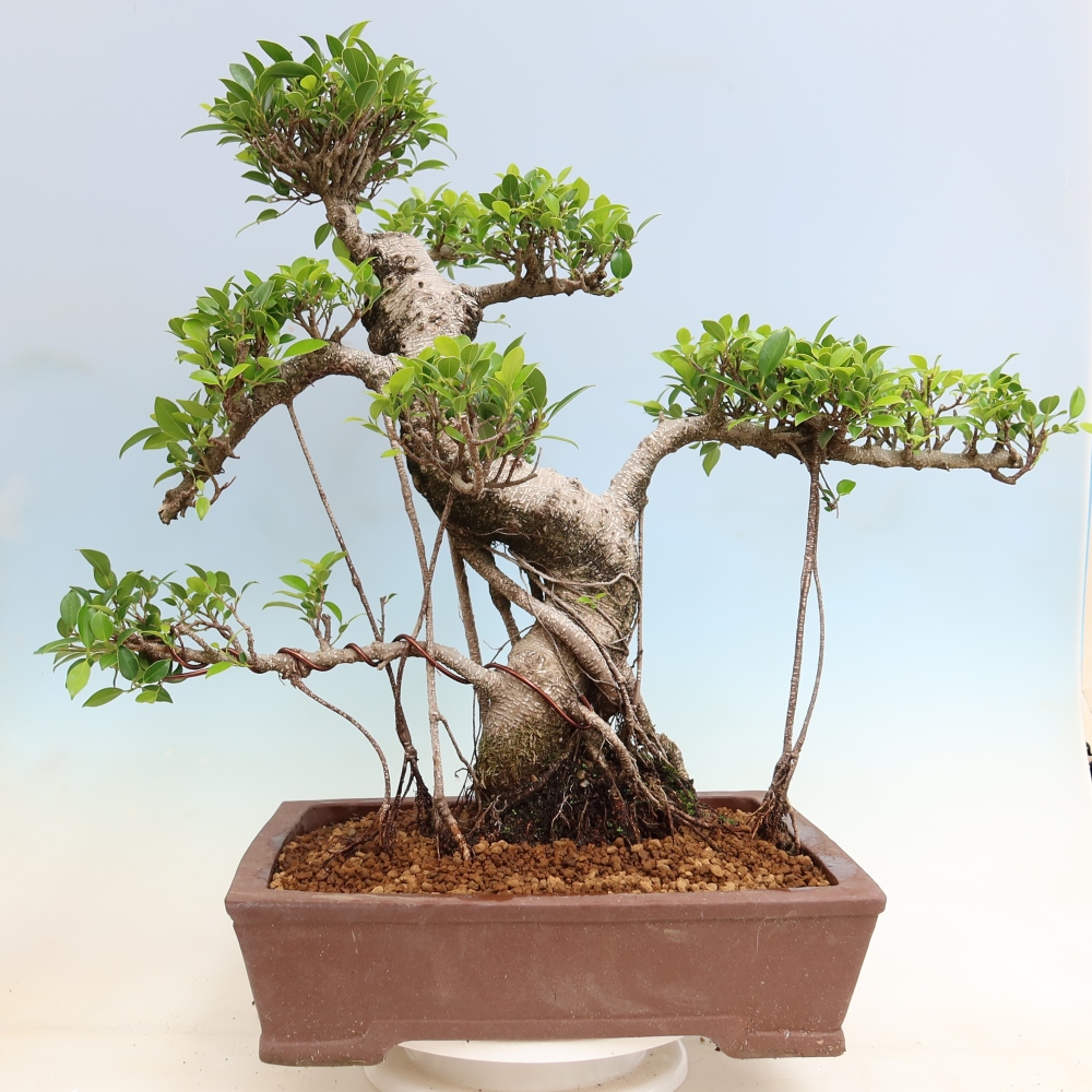 Zimmerbonsai - Ficus kimmen - Kleinblättriger Ficus