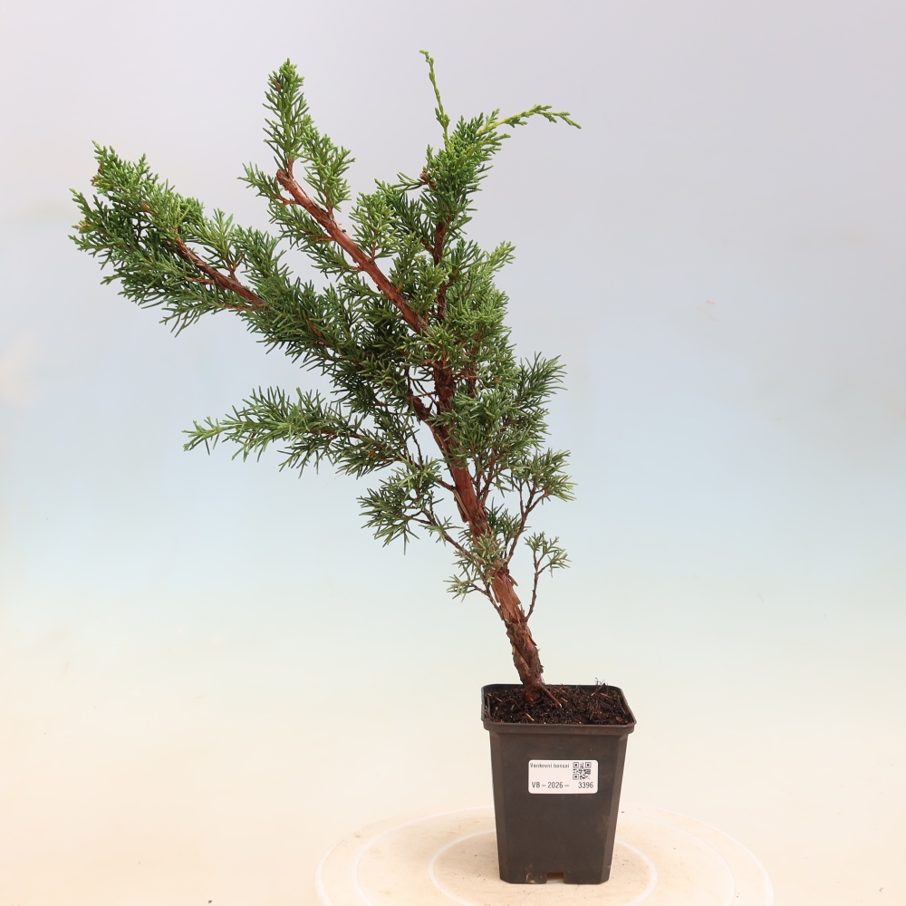Bonsai für draußen - Juniperus chinensis Kishu
