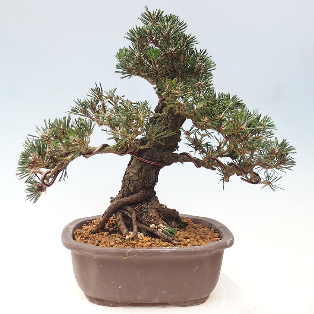Bonsai für draußen - Pinus thunbergii Kotobuki - Thunberg-Kiefer