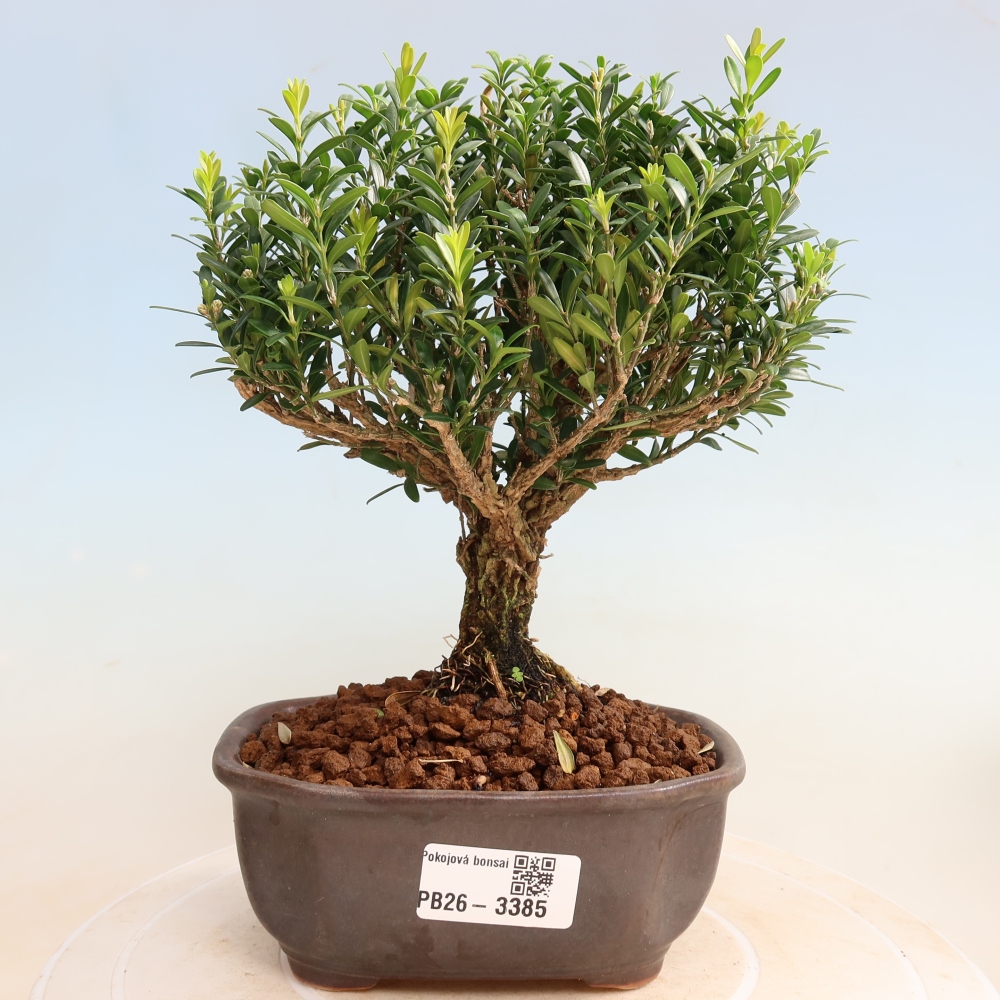 Zimmer Bonsai - Buxus harlandii - Korkbuxus
