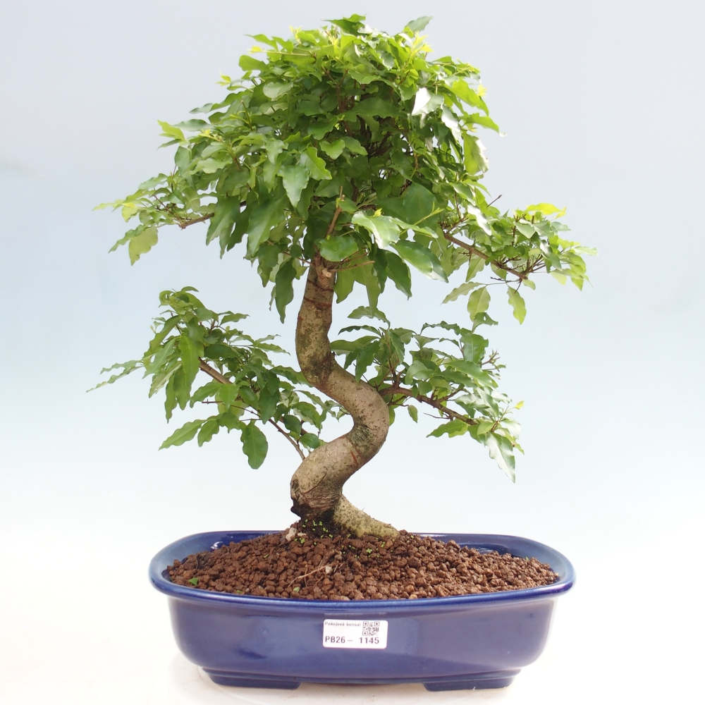 Zimmer Bonsai -Ligustrum chinensis - Vogelschnabel