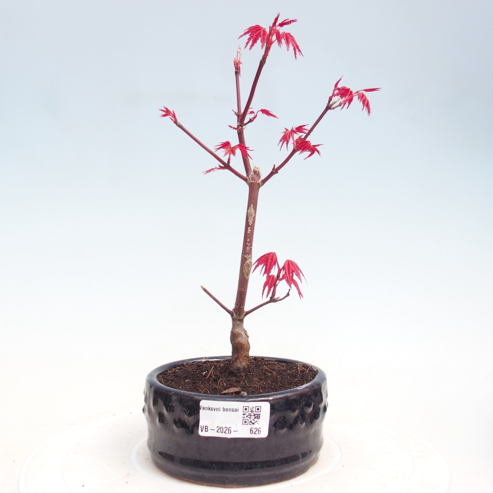 Bonsai für draußen - Acer palmatum DESHOJO