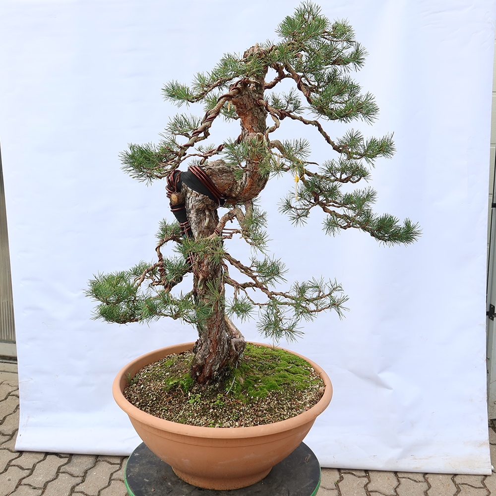 Pinus sylvestris Spanien – Waldkiefer
