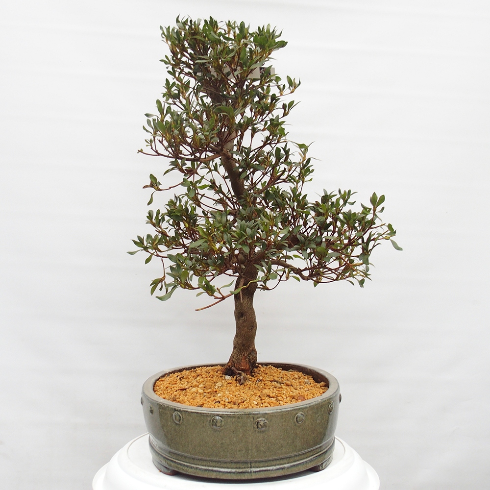 Bonsai für draußen - Japanische Azalee - Azalee CHIHIRO